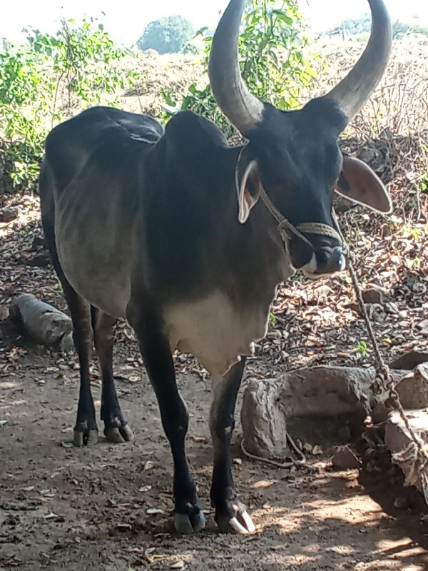 પેલી ધર બધી જવા...