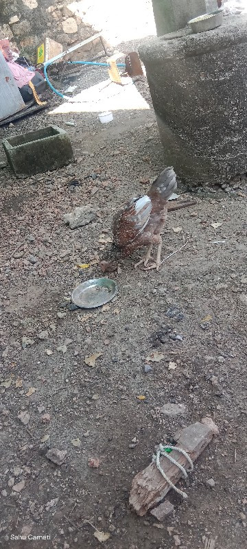 દેસી કુકડા