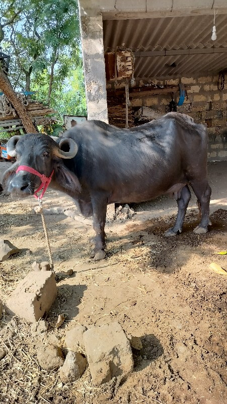 બીજું વેતર
ભેસ...