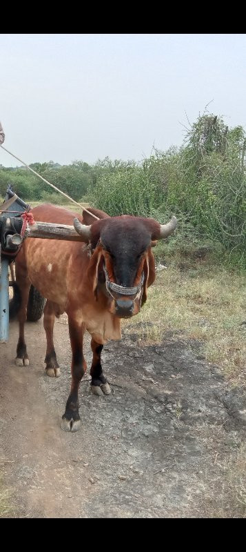 બળદ વેચવાના છે