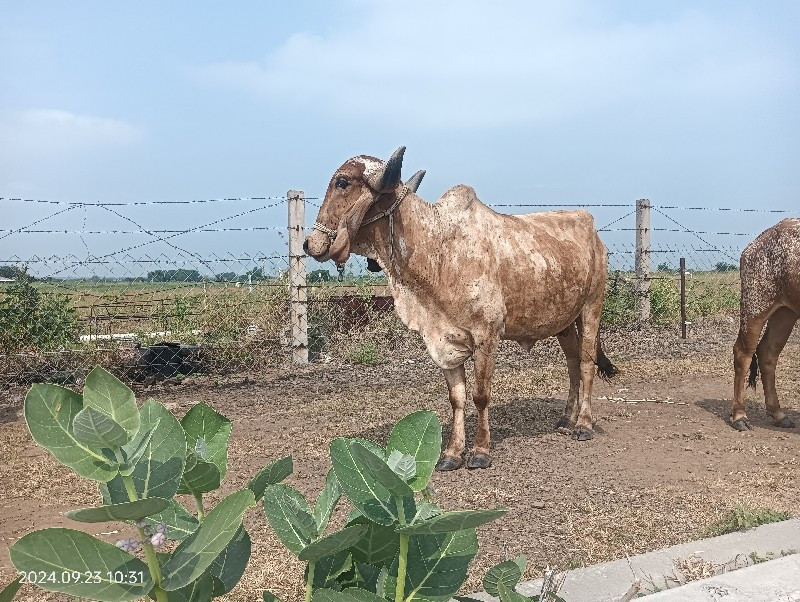 Gay vechvani ch...