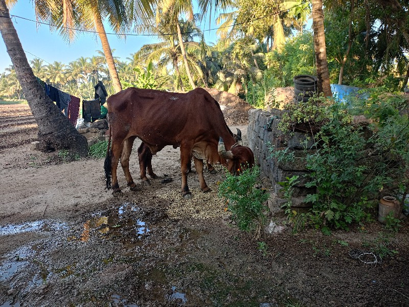 બળદ વેચવાના છે