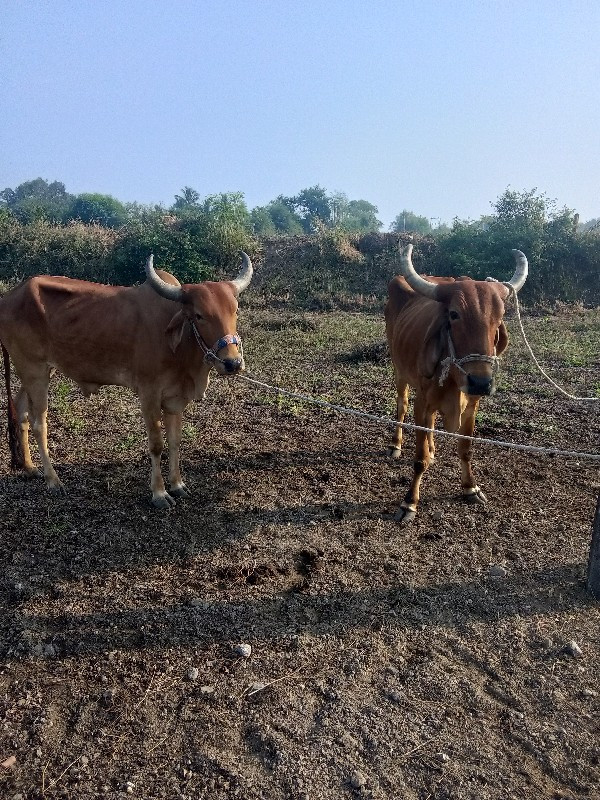 બળદ વેચવાના છે