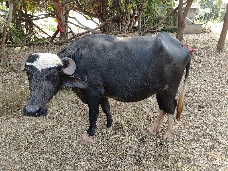 ખડેલુ  વેચવાનુ...