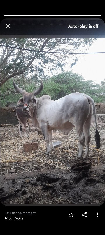 બર્ધ વેસવાનોસે...