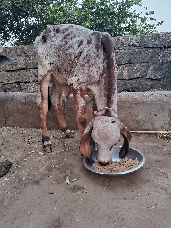 વાસડો દેવાનો સે