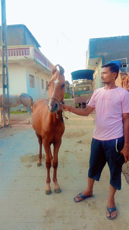 વછેરી