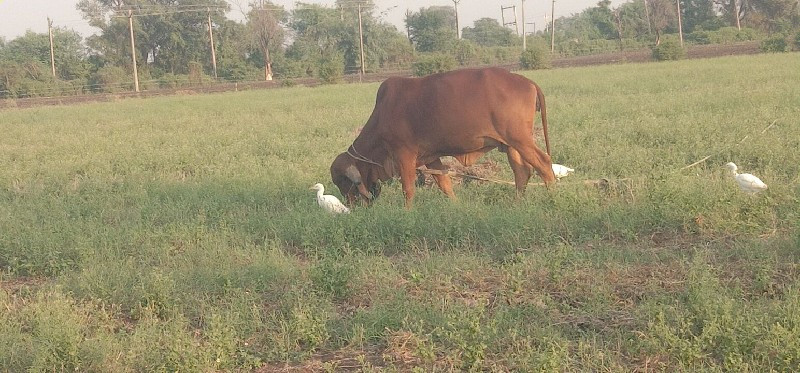 ગાય  વેચવાની છે...