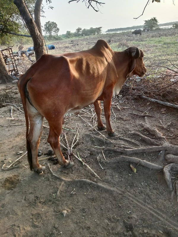 સાટા માં  વશેરી...