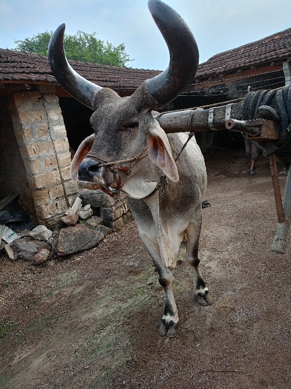 બળદ ગોઢલો