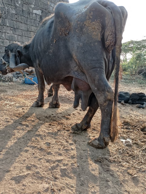 ભેશ બેસવાની છે