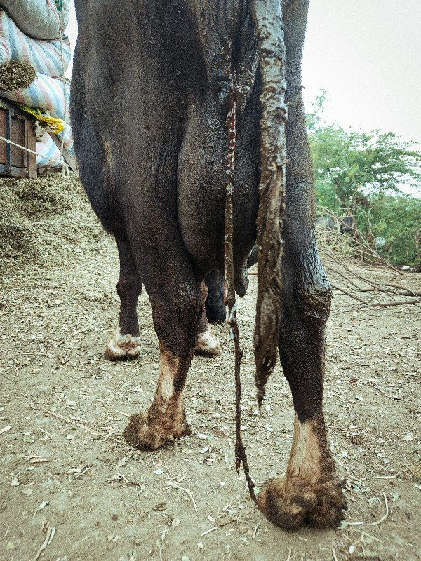 તાજી વીયાલ