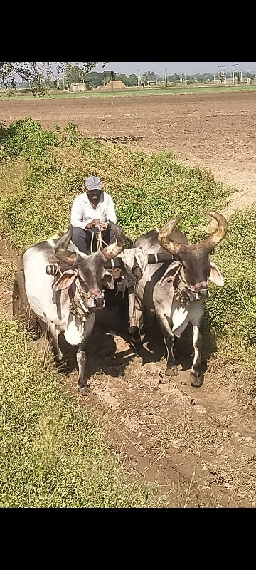 બળદ વેસ્વા ના સ...