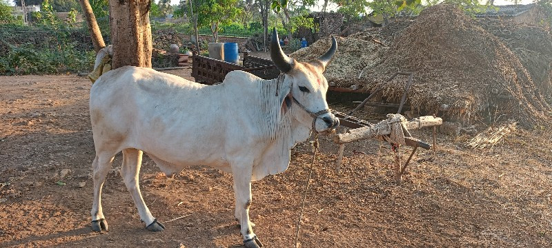 ગોઢલો વેચવાનો સ...