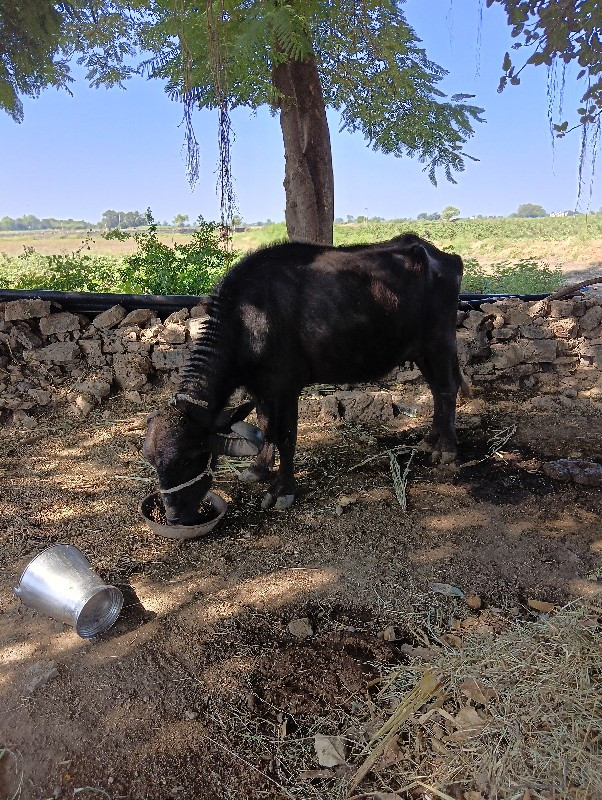 ભેસ વેસવા ની