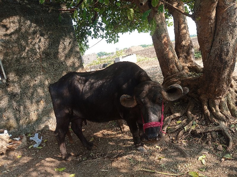 ભેંસ વેચવાની છે