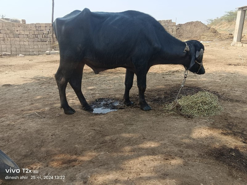 પાડો વેચવા નો છ...