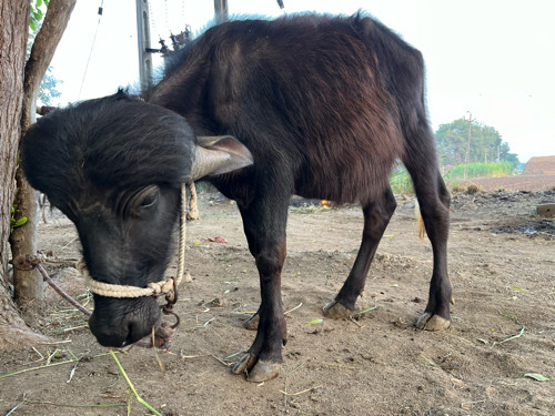 પાડો વેચવાનો છે