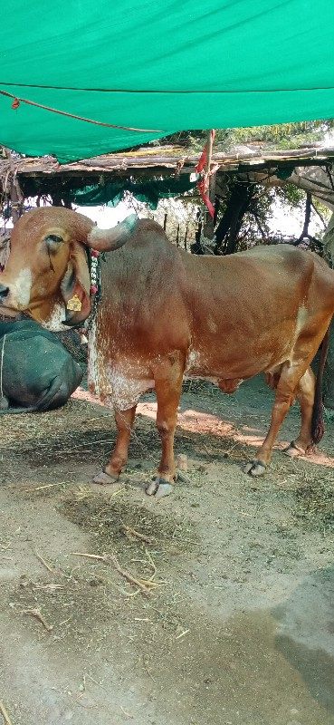 ગાય વેચવાની છે