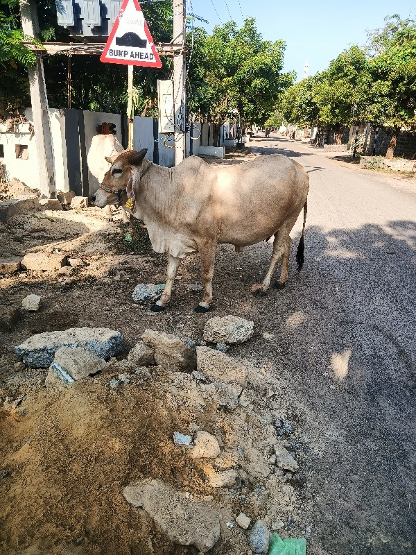 સોન.  કપીલા.