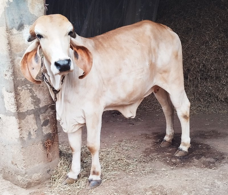 ગીર હોડકી વેચવા...