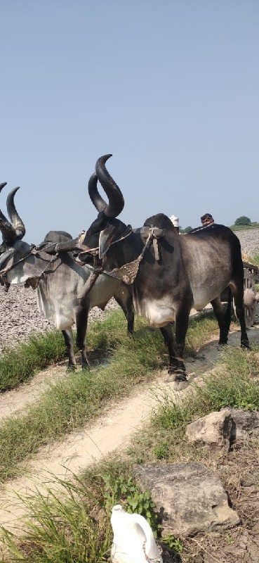 બળદ વેસવાના છે