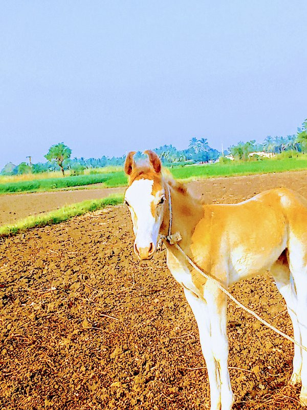 ધોડી વેચવાની છે