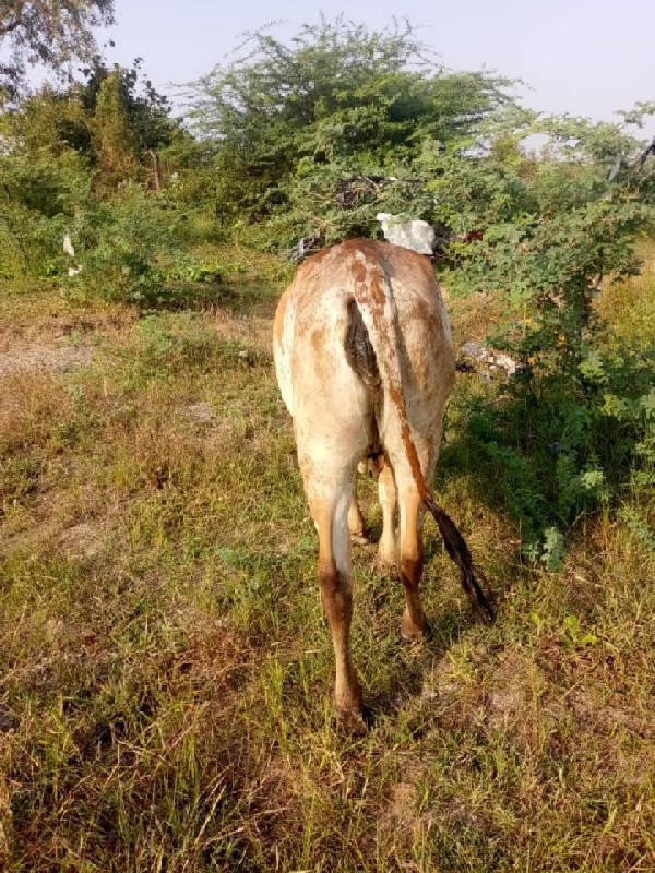 ગાય લે વેચ