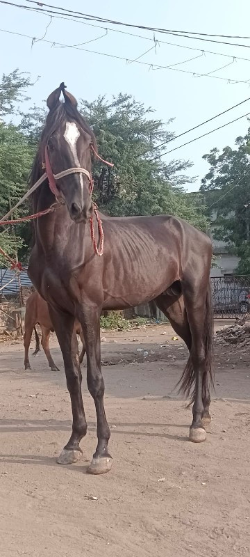 ઘોડો વેચવાનો છે