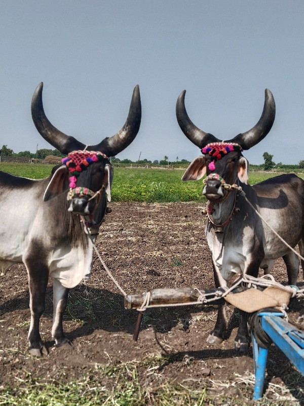 બળદ વેસવાના છે