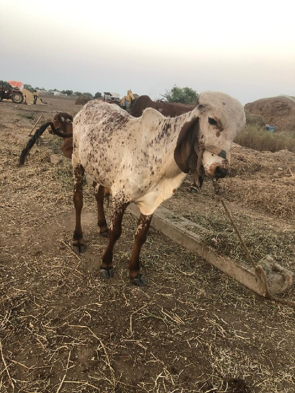 વાસળો વેચવાનો છ...