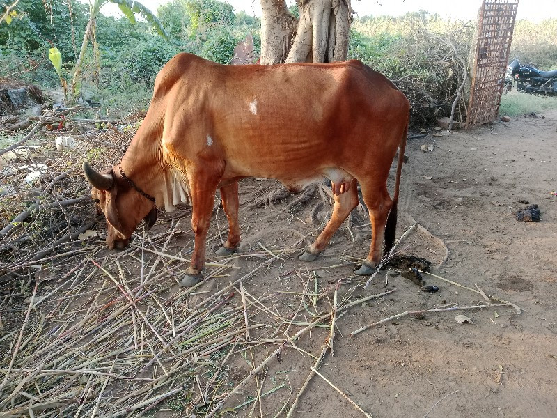 સાટા માં ઘોડી લ...