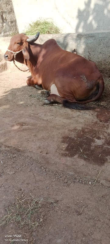 ગાય વેચવાની છે