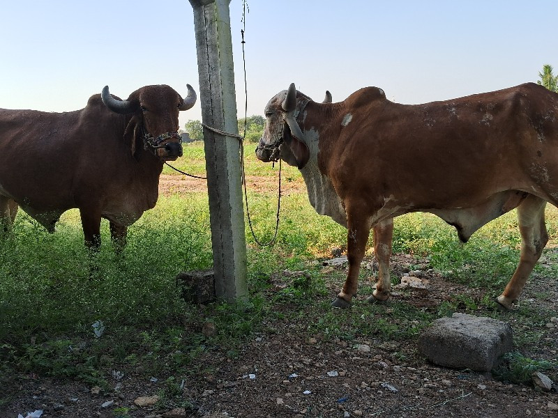 ગોઢલા