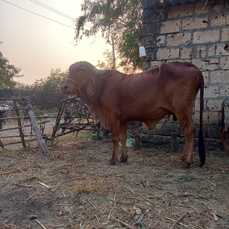 ગાય વેચવાની છે