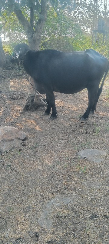 રાહુલ ભાઈ