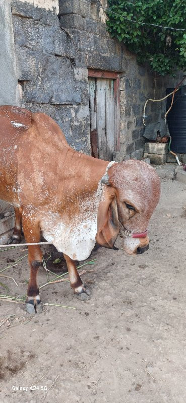 ગીર વાછડી વેચવા...