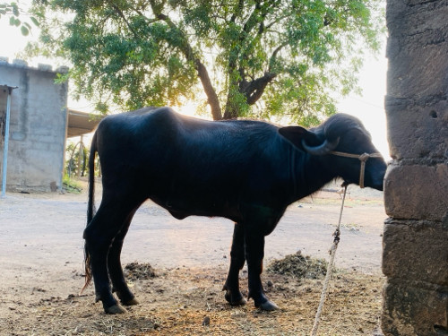 પાડી વેચવાની છે