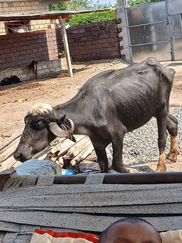 કડાવી વેચવાની છ...