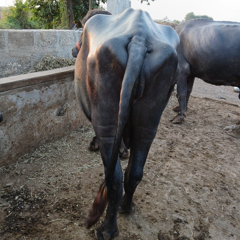 ખડેલી વેચવાની છ...