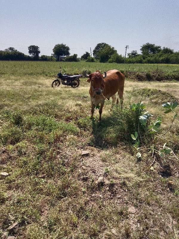 બળદ વેચવાના છે