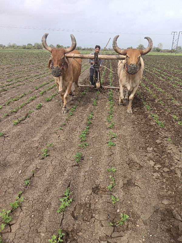 ૪ ધર ના  સાવ સો...