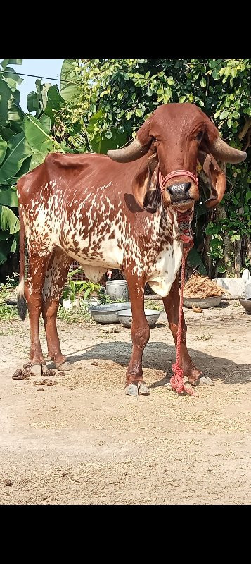 2 ગીર હોડકી વેચ...