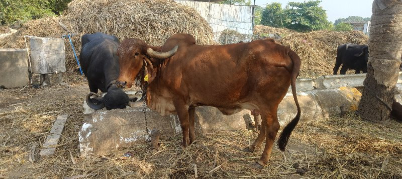 ગાય વેચાવ છે