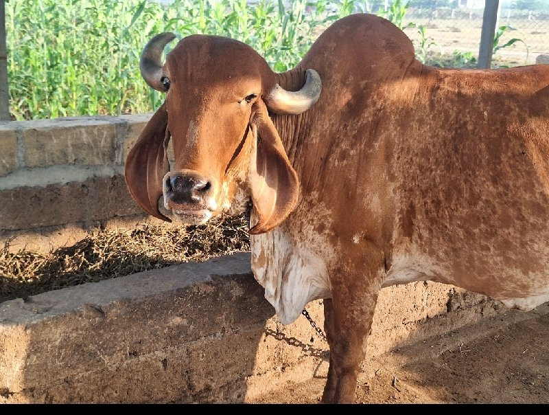 ગાય વેચવાની છે.