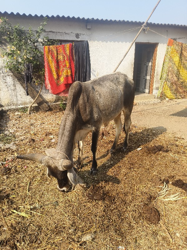 ગાય