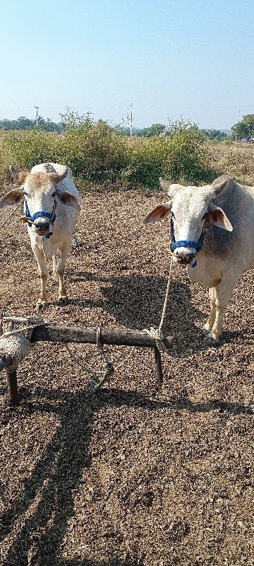 ગોધલા વેચવા ના...