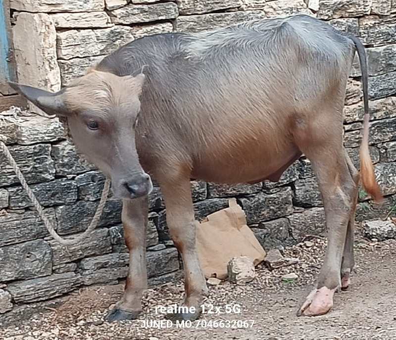 ભુરા પાડો વેચવા...