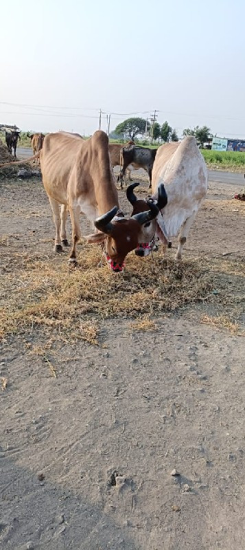 બળદ વેચવાના છે