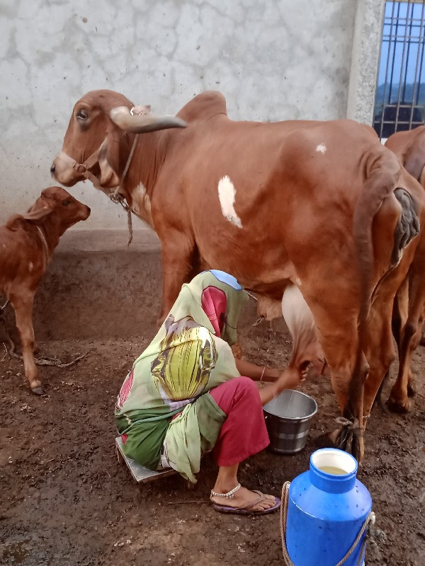 ગીર ગાય વેચવાની...